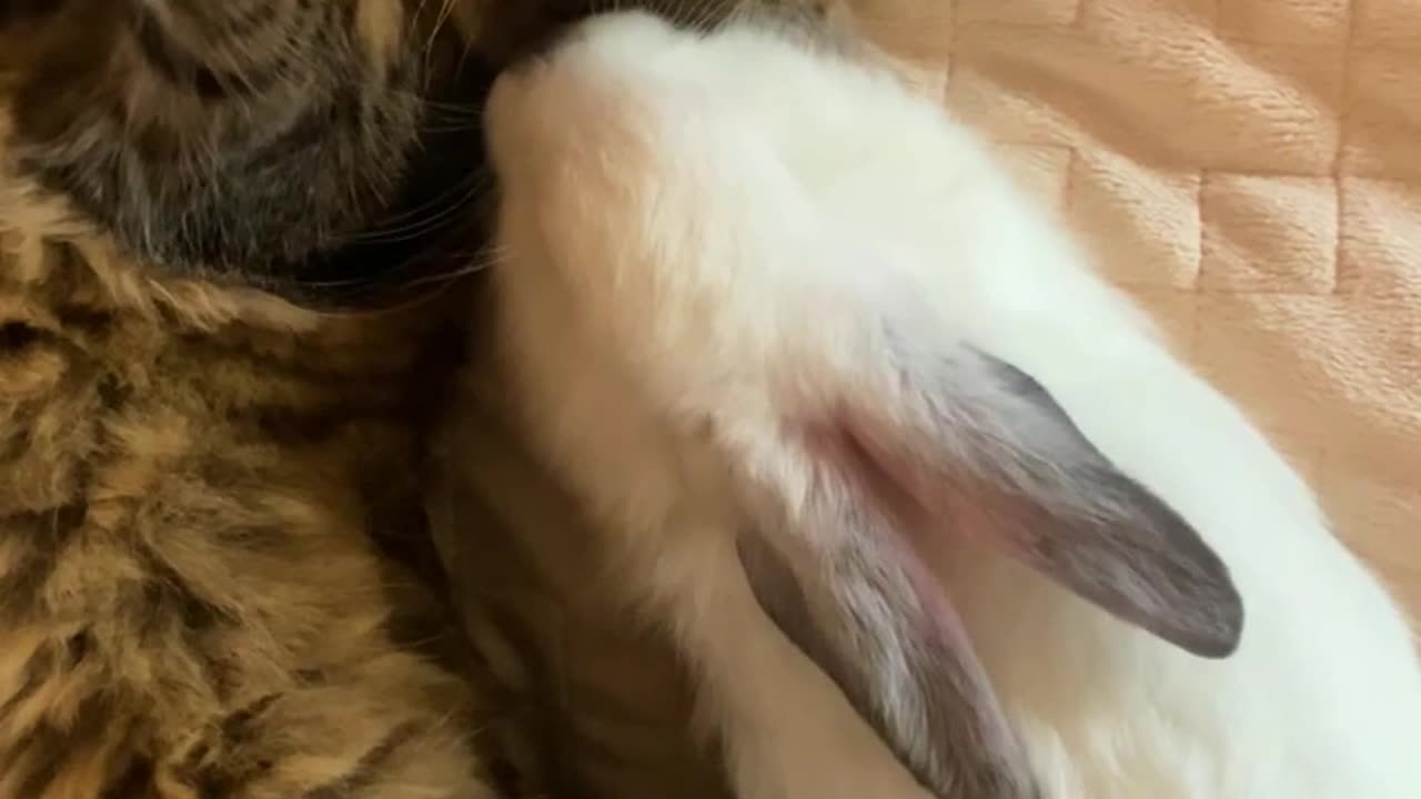 Funny cat and rabbit