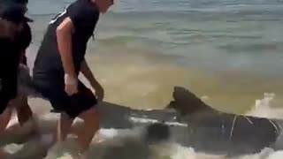 Injured Shark Goes To Shore 🌊🦈