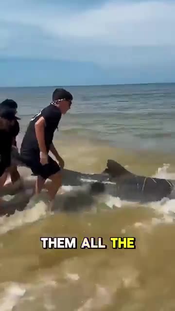 Injured Shark Goes To Shore 🌊🦈