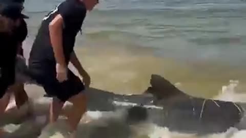 Injured Shark Goes To Shore 🌊🦈