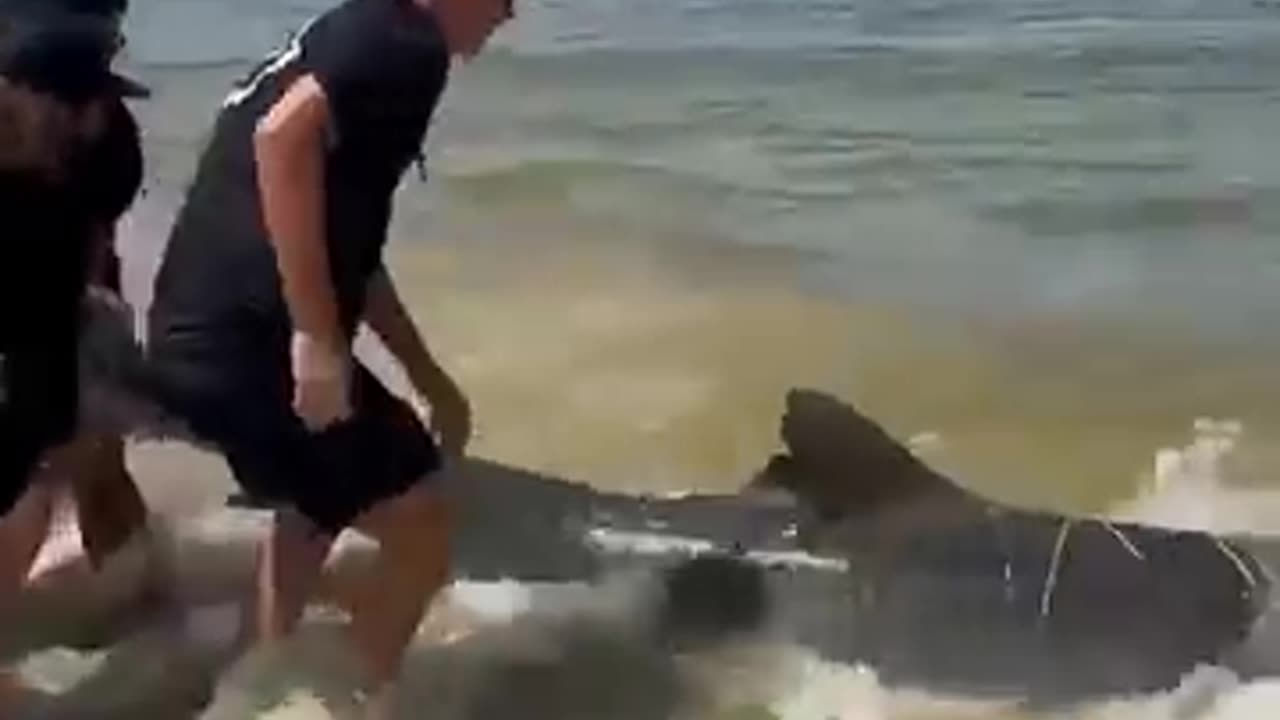 Injured Shark Goes To Shore 🌊🦈