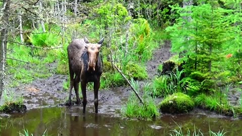 Mudhole Moose