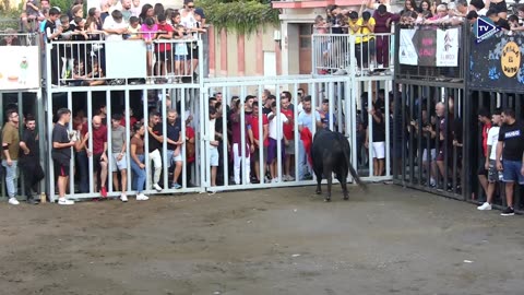 2 TORO TARDE 4oct ABANADOR ganadería ZALDUENDO FESTES DE ROSER 2025
