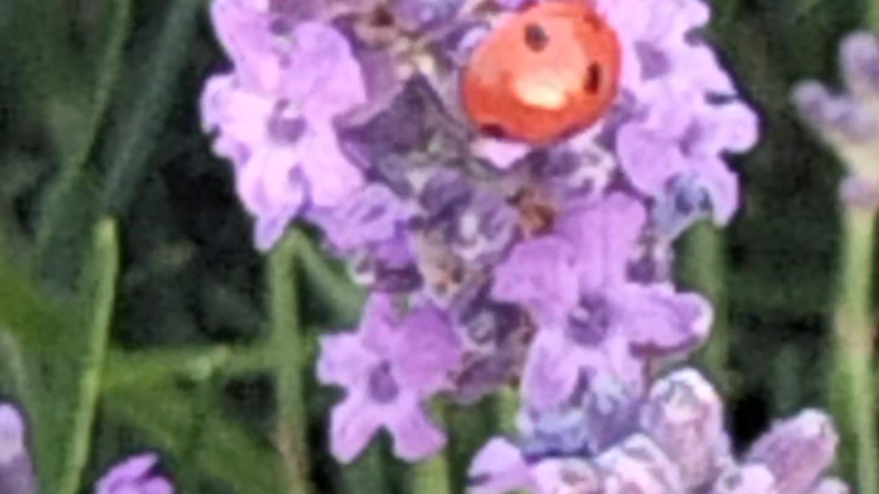 Reptilian Matrix - illusion of choice