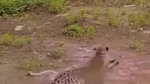 The leopard jumped on the dog from behind.