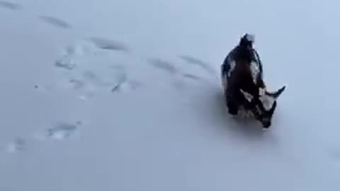 Enjoying the fresh blanket of snow