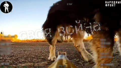 Random Dog Walks Up and Starts Pissing on Russian Ambush Drone