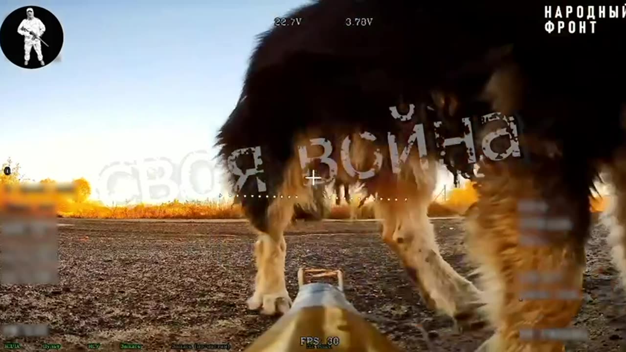 Random Dog Walks Up and Starts Pissing on Russian Ambush Drone