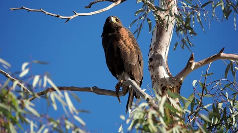 Harris' Hawk at Sahuaro Park