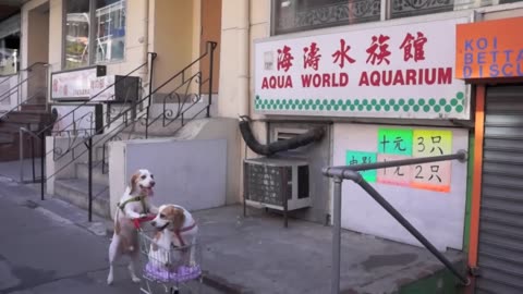 Dog's epic shopping cart voyage:funny dogs