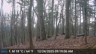 The Woods – 12/24/2025