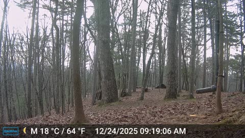 The Woods – 12/24/2025