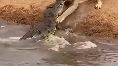 Lion vs Crocodile