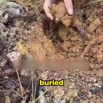 SHOCKING! These Worms Live Inside Rotten Trees?!