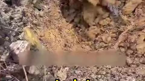 SHOCKING! These Worms Live Inside Rotten Trees?!