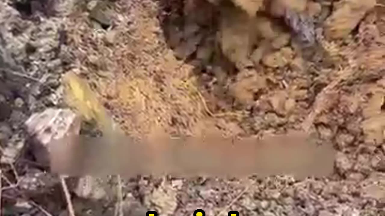 SHOCKING! These Worms Live Inside Rotten Trees?!
