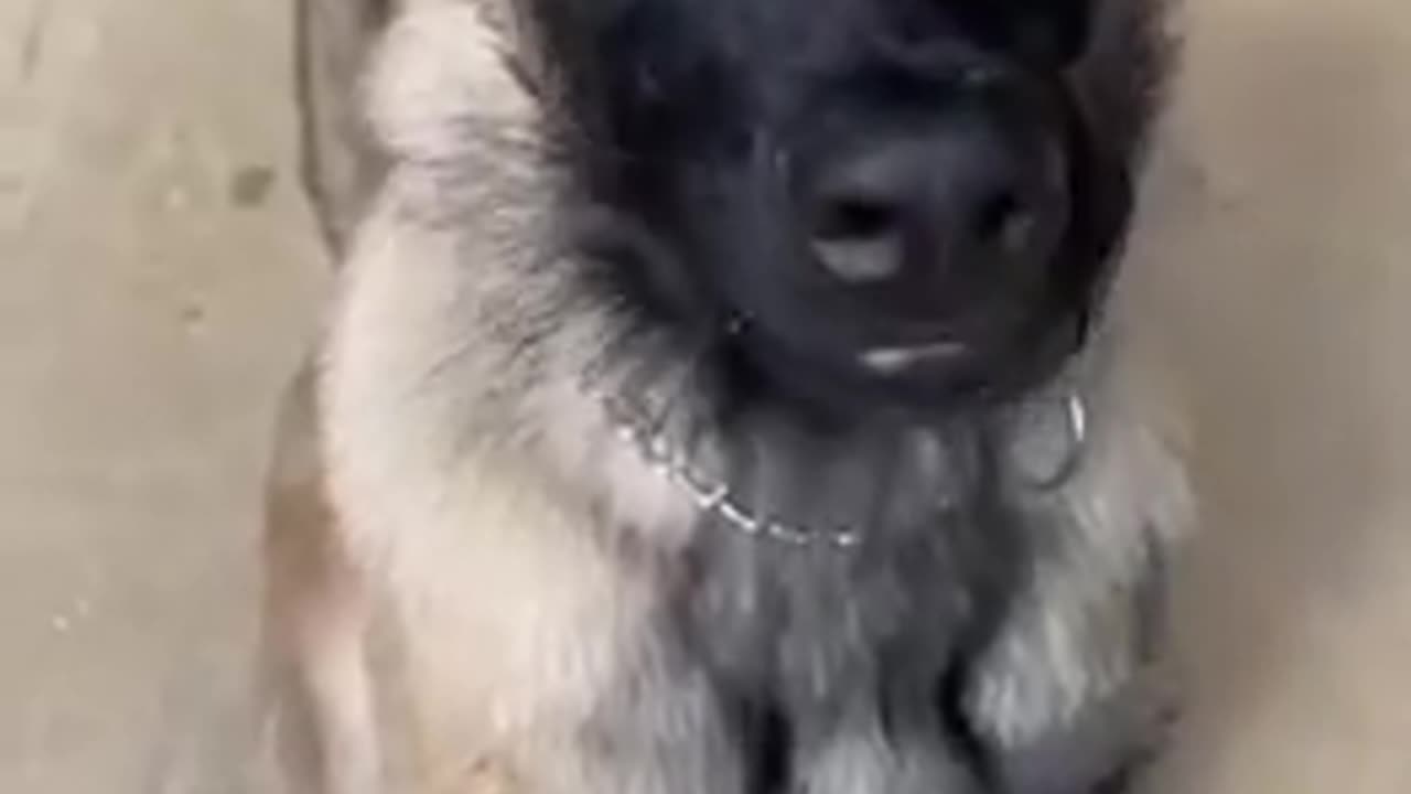 Dog Talk