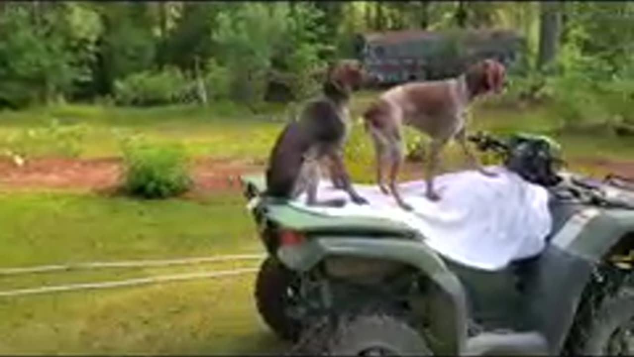dogs driving 4wheeler again