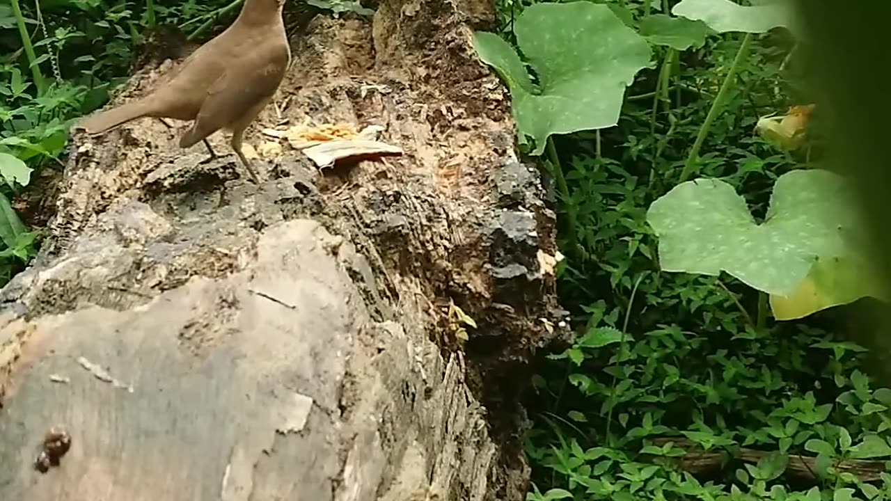 Turdus grayi vs Turdus grayi