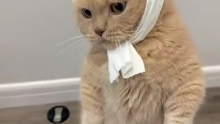 😂🐈 This Cat's Reaction to His Hoomans is HILARIOUS! | FunFM