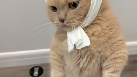 😂🐈 This Cat's Reaction to His Hoomans is HILARIOUS! | FunFM