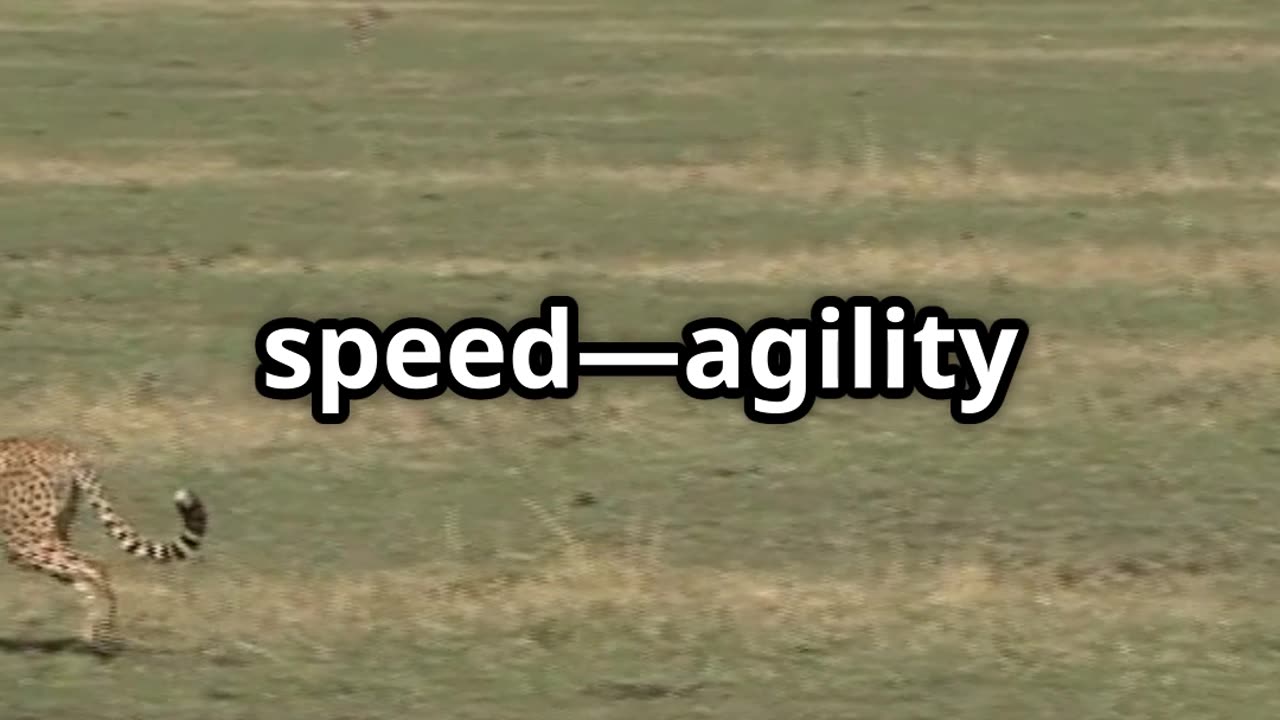 🐆⚡🏁💨🏎️ Cheetah Nature's Speedster 🐆🏃‍♂️🏞️