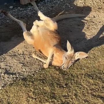 Kangaroos in Australia