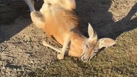 Kangaroos in Australia