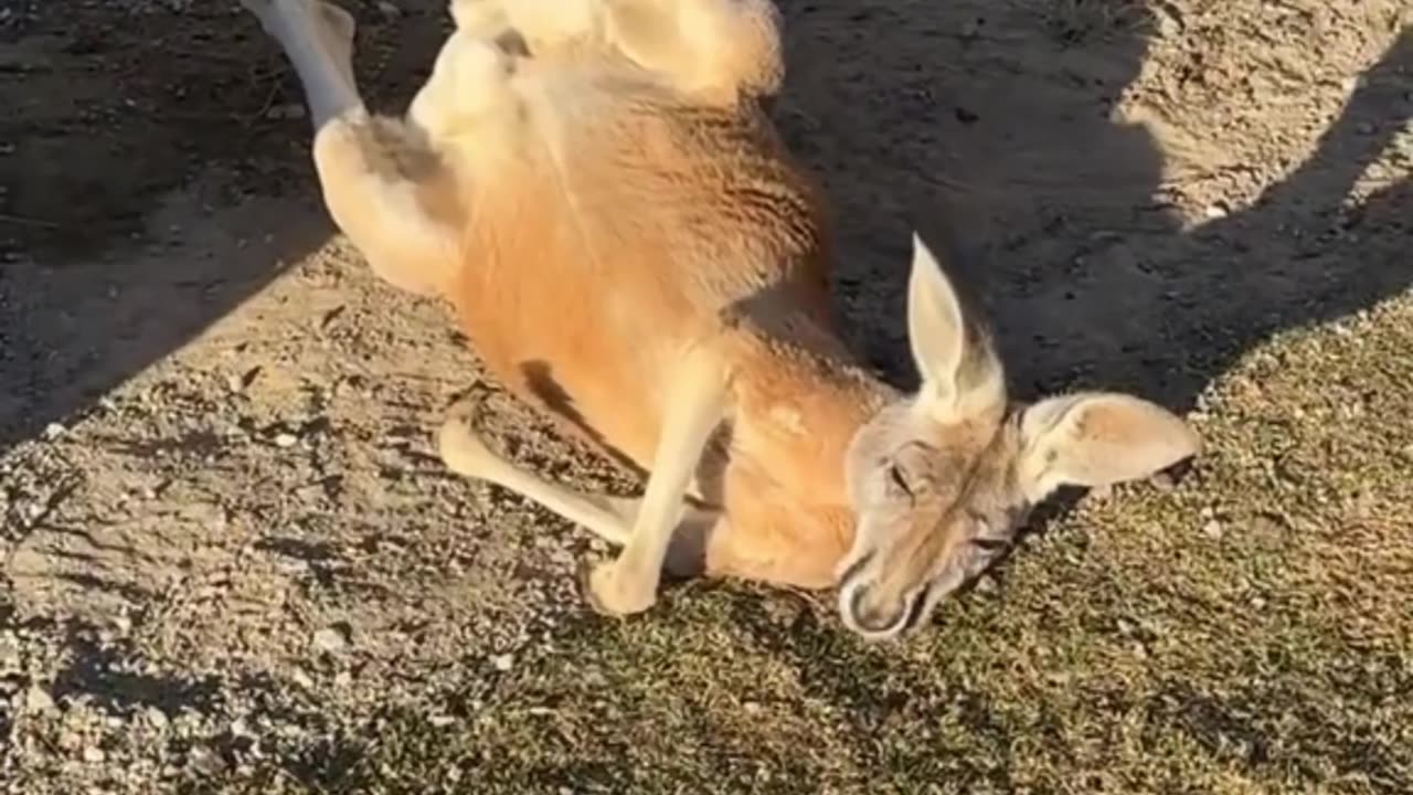 Kangaroos in Australia