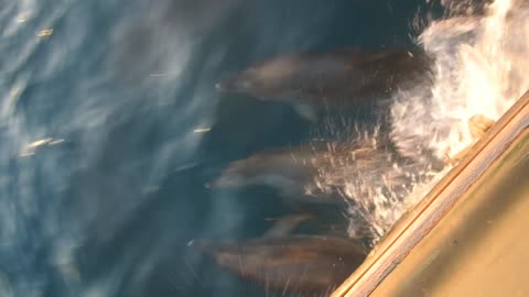 Dolphins Playing with the Bow of Tug Kedge off South Carolina