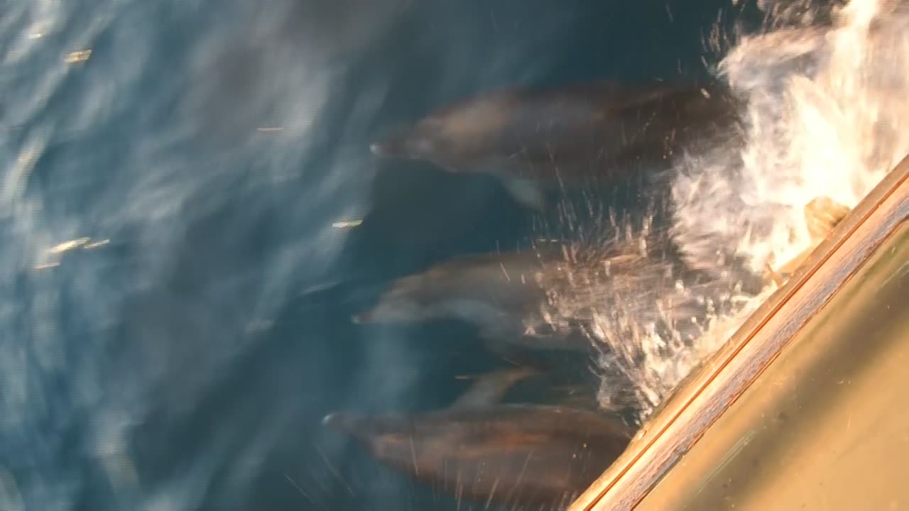 Dolphins Playing with the Bow of Tug Kedge off South Carolina