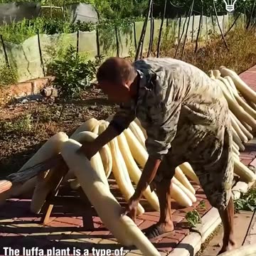 Luffa to help keep your dumplings staying soft!.hd