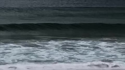Newport Beach Sydney 🏖️