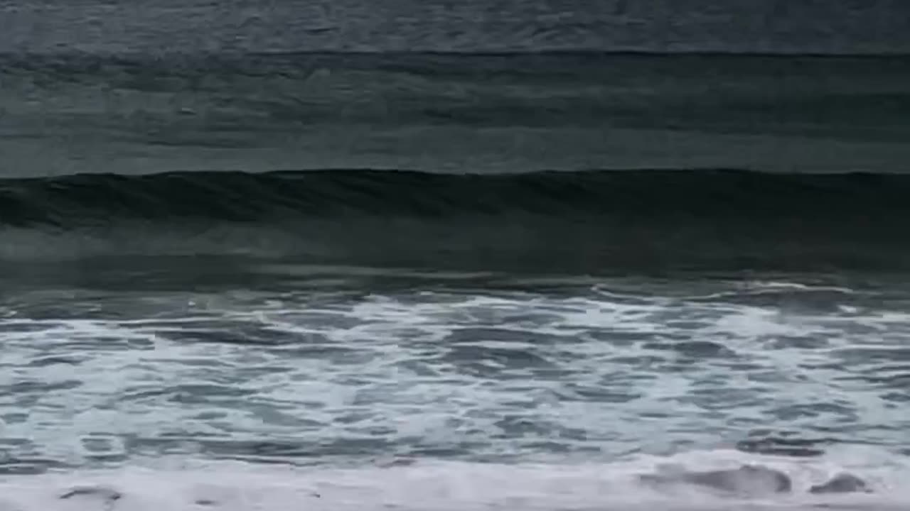 Newport Beach Sydney 🏖️