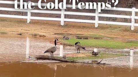 Did they bring the Cold