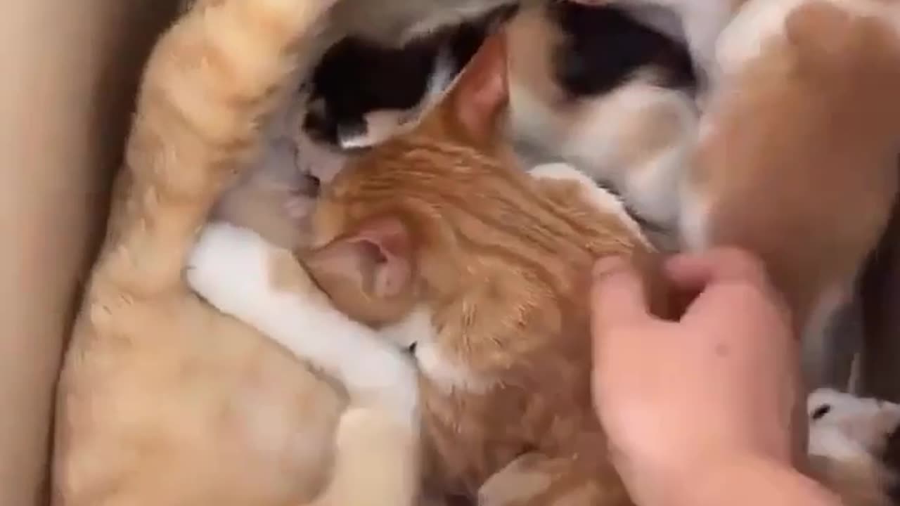 😂🐮 The Most Hilarious Milk Recipe Fails! | FunFM