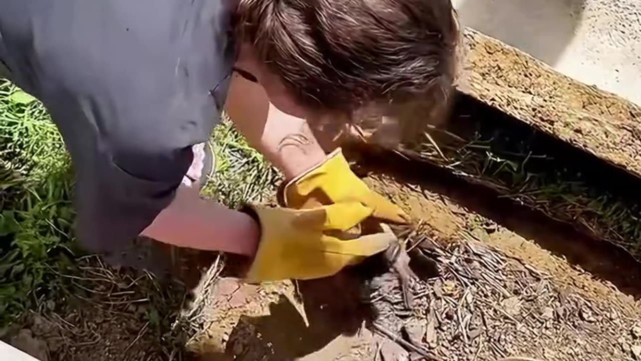 A family rescued a baby skunk and gave it a warm home