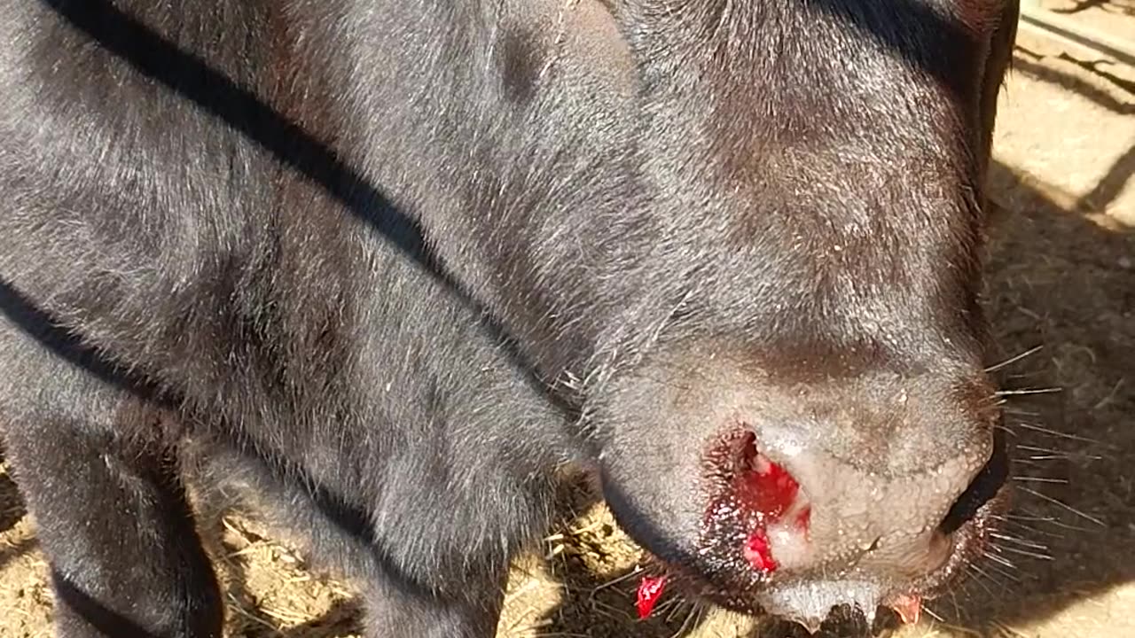 Injured Lillian