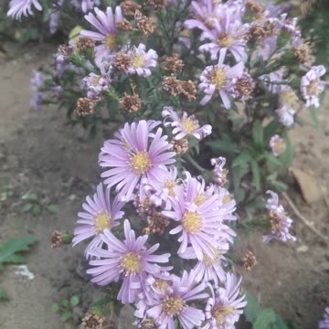 Baby chrysanthemums