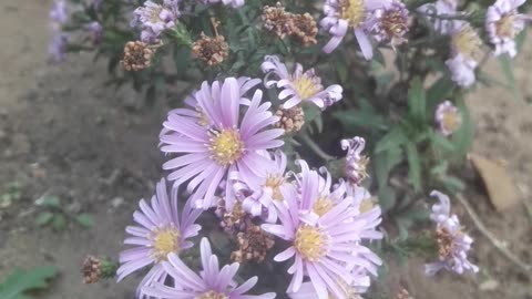 Baby chrysanthemums