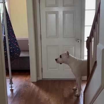 Spider Monkey Trolls His Dog Friend - Funniest Animal Friendship Ever!