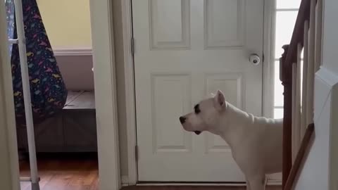 Spider Monkey Trolls His Dog Friend - Funniest Animal Friendship Ever!