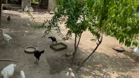 Eggs and chickens vlog