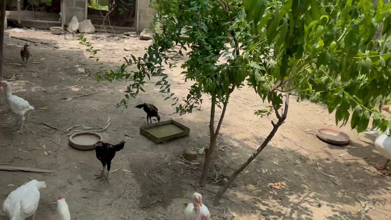 Eggs and chickens vlog