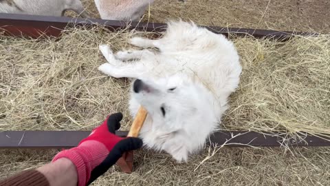 Livestock Guardian Dogs Get Rewarded for Their Hard Work