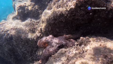 Abyssal Monsters: The Horrifying Creatures From The Deep Sea