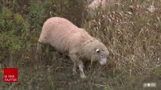 Des moutons remplacent des tondeuses à Charlottetown