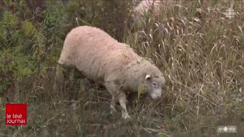 Des moutons remplacent des tondeuses à Charlottetown