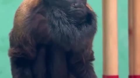 🤯✨ Discover the Rare Black Bearded Saki Monkey! | FeedMyCuriosity