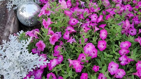 Sunrise Petunias